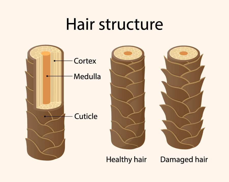 Hair Structure