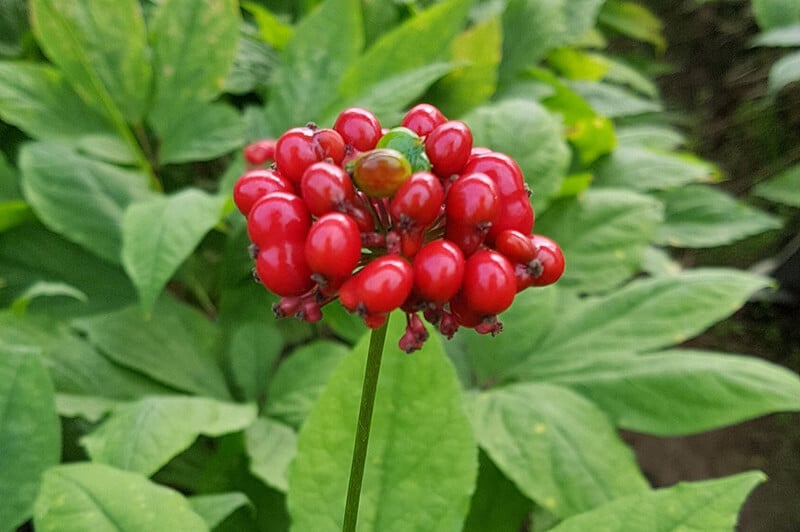 ginseng in skincare