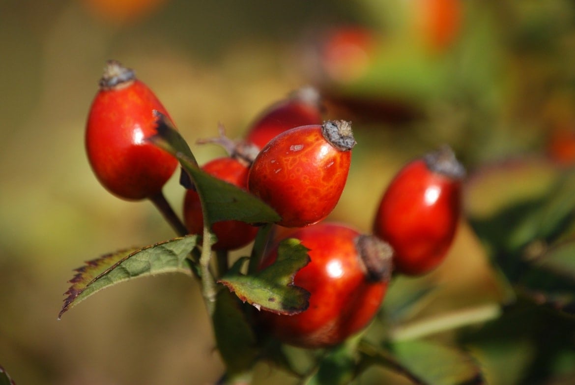 rosehip oil for oily skin