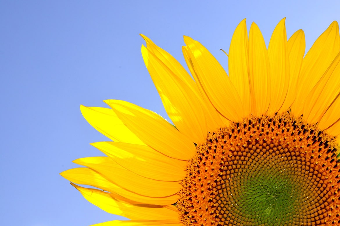 sunflower oil